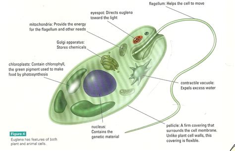  Euglena: Czy ten organizm jednokomórkowy jest rośliną czy zwierzęciem?