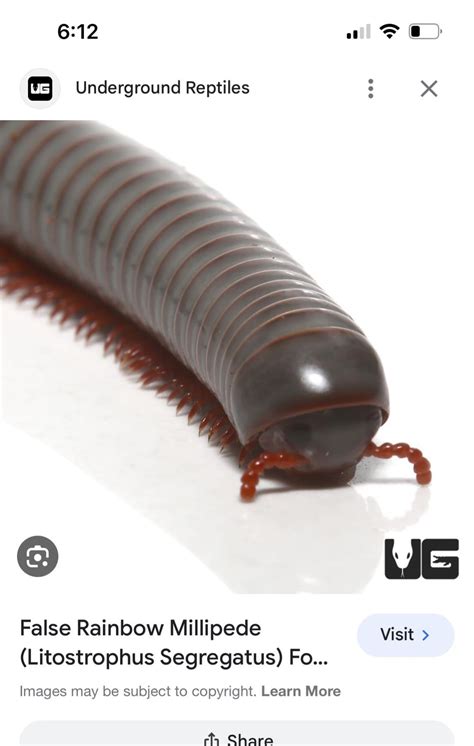  Juliform Millipedes - The Curious Case of Miniature Rolling Wonders!