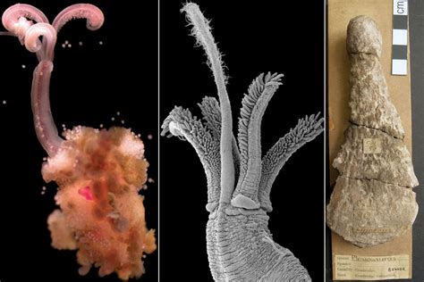  Oceanic Wanderer! Osedax: The Bone-Eating Worm That Challenges Our Understanding of Life