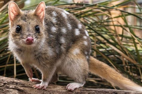  Quoll! The Surprisingly Adorable Marsupial With an Unpredictable Appetite