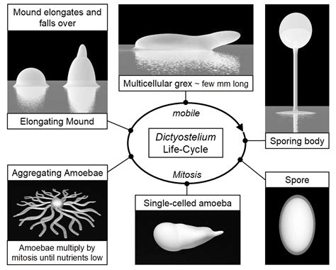 Dictyostelium! A Single-Celled Amoeba that Transforms into a Multi-Cellular Slug