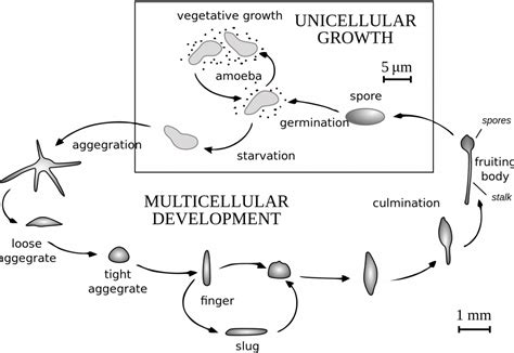 Dictyostelium! A Single-Celled Amoeba that Transforms into a Multi-Cellular Slug