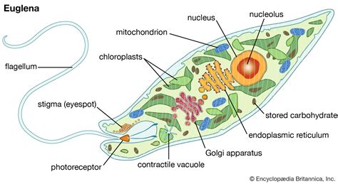  Euglena: Czy ten organizm jednokomórkowy jest rośliną czy zwierzęciem?