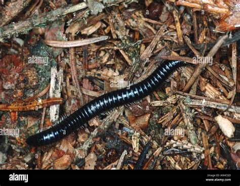  Juliform Millipedes - The Curious Case of Miniature Rolling Wonders!