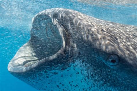  Oceanapia! The Spongy Maestro of Ocean Depths Conducting a Symphony of Filter Feeding