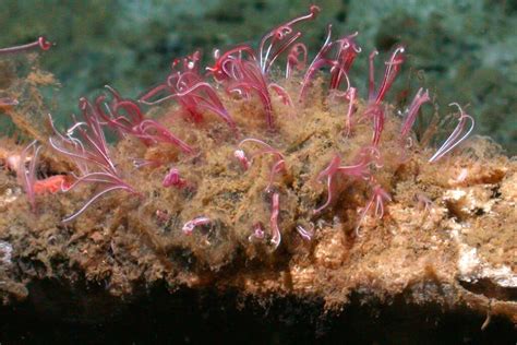  Oceanic Wanderer! Osedax: The Bone-Eating Worm That Challenges Our Understanding of Life