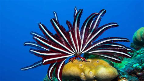  Queensland Feather Star: This Exotic Underwater Creature Boasts Breathtaking Colors and Mesmerizing Movements