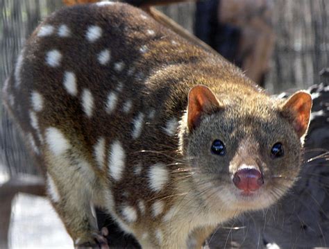  Quoll! The Surprisingly Adorable Marsupial With an Unpredictable Appetite