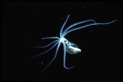  Remipedes! The Astonishing Deep-Sea Crustaceans with Bioluminescent Charms