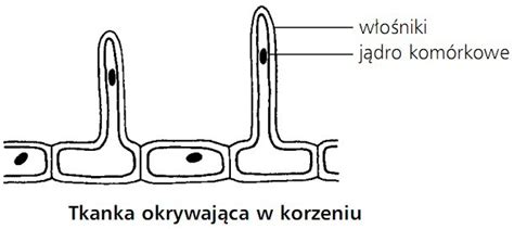  Theramoeba -  czy ten rzadko spotykany organizm zbudowany jest tak samo jak wielonożne potwory?