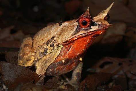  Trichocladium! Ten Fascynujący Płaz Odmienia Pojęcie Wędrowania