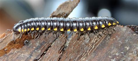  Yellow Millipede: Can These Tiny Earth-Crawlers Really Become Your Best Garden Friends?