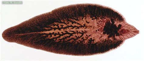  Blood Fluke: A Tiny Parasite Leading a Double Life - Or Is It Triple?