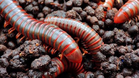  Brandyvorous Millipede: This Delightful Earth-Dweller Can Turn Compost into Culinary Art!