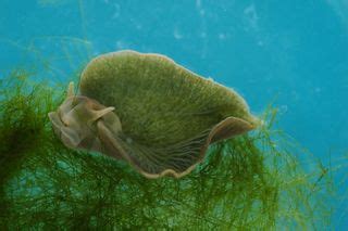  Elysia chlorotica: To Eat Sunlight or Be Eaten by the Tide?