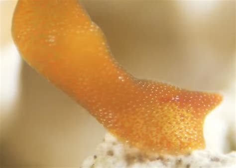  Eylash Worm: A Microscopic Master of Regeneration!