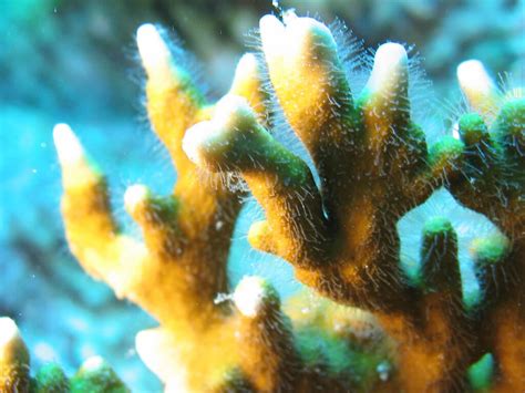  Fire Coral - A Tiny Predator With Stinging Tentacles Hiding Amongst Colorful Coral Reefs!