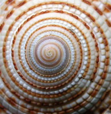  Gonionotoma!  This fascinating land snail with its intricate shell patterns and slow but steady lifestyle is a testament to nature's artistry.