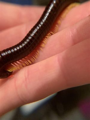  Julienne Millipede: A Miniature Mountain Climber With Legs For Days!