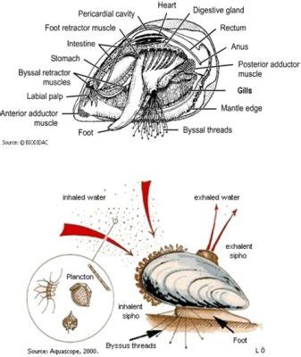  Macoma! This Remarkable Bivalve Is Known For Its Filter-Feeding Prowess And Striking Shell Patterns