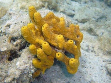  Olynthus! A Sponge That Makes Its Home Where Others Fear To Tread