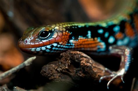  Skink! Gady Odkrywcy - Podziemne Światy i Słoneczne Wygrzewy